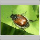 Phyllopertha horticola - Gartenlaubkaefer 03.jpg